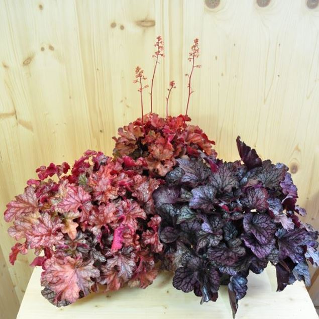 Image de Cloches pourpres - Heuchera x brizoides