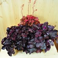 Image sur Cloches pourpres - Heuchera x brizoides