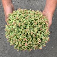 Bild von Polster-Fetthenne - Sedum pellucida