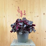 Image sur Jacinthe pourpre - Heuchera x brizoides