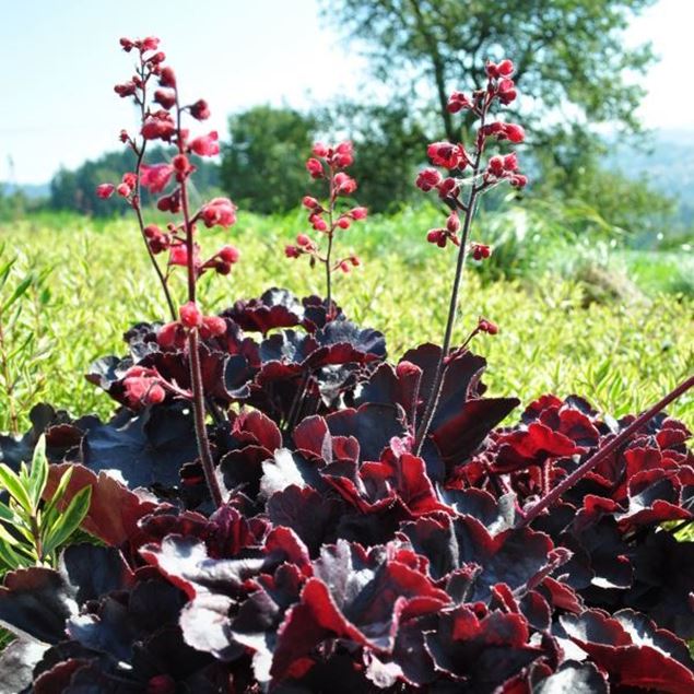 Image de Jacinthe pourpre - Heuchera x brizoides