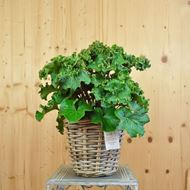 Bild von Japanischer Scheingoldkolben - Farfugium japonicum