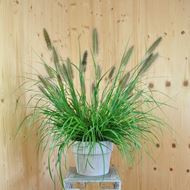 Bild von Lampenputzergras - Pennisetum alopecuroides