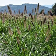 Bild von Lampenputzergras - Pennisetum alopecuroides