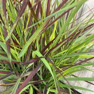 Image sur Millet à tige - Panicum virgatum 