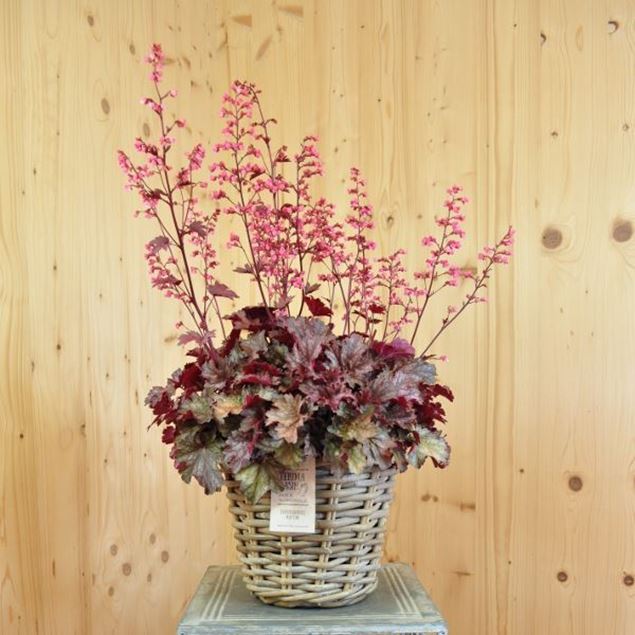 Bild von Purpurglöckchen - Heuchera x brizoides