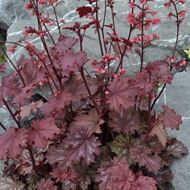 Image sur Jacinthe pourpre - Heuchera x brizoides