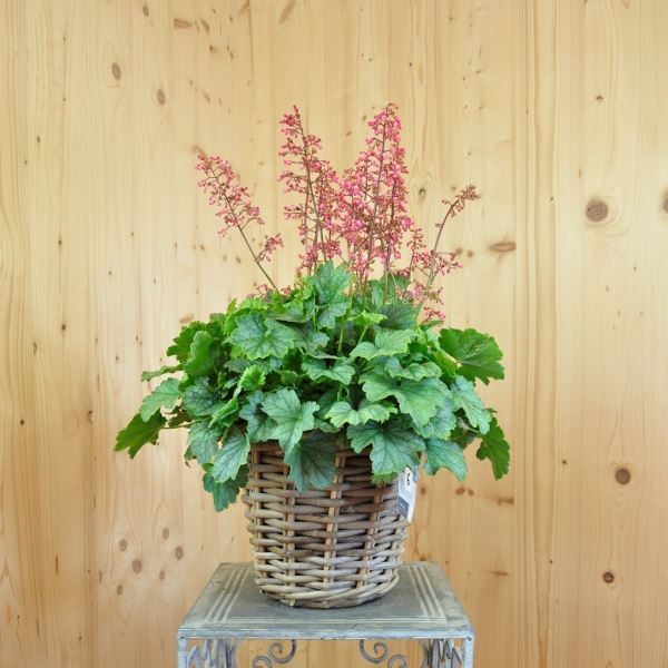 Image sur Jacinthe pourpre - Heuchera x brizoides