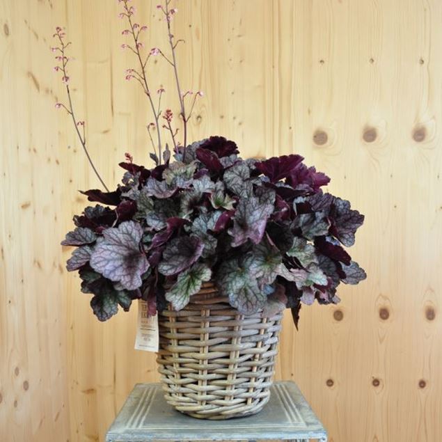 Bild von Purpurglöckchen - Heuchera x brizoides