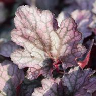 Image sur Jacinthe pourpre - Heuchera x brizoides