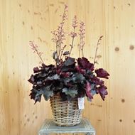 Bild von Purpurglöckchen - Heuchera x brizoides