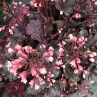 Bild von Purpurglöckchen - Heuchera x brizoides