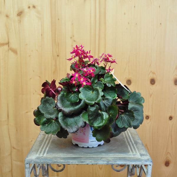 Bild von Herbst-Steinbrech - Saxifraga x cortusifolia