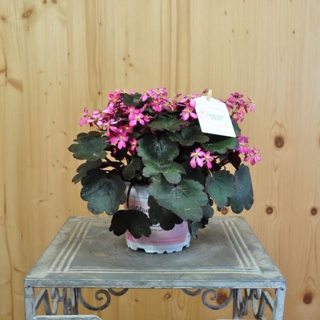 Image de Saxifrage d'automne - Saxifraga x cortusifolia